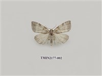 藏品(圍異波紋蛾)的圖片